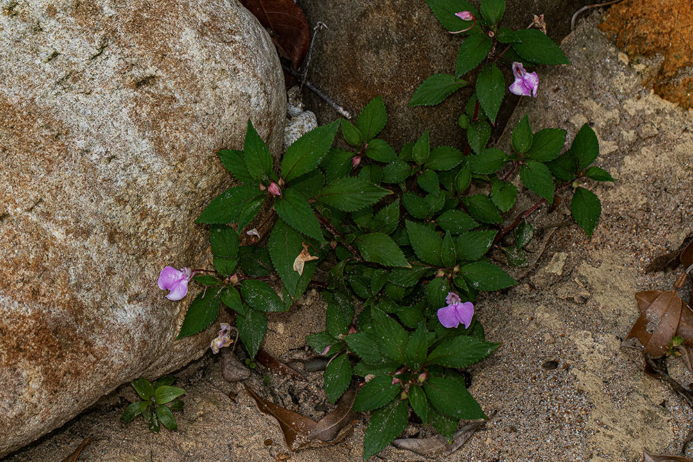 Impatiens cecilii subsp. cecilii