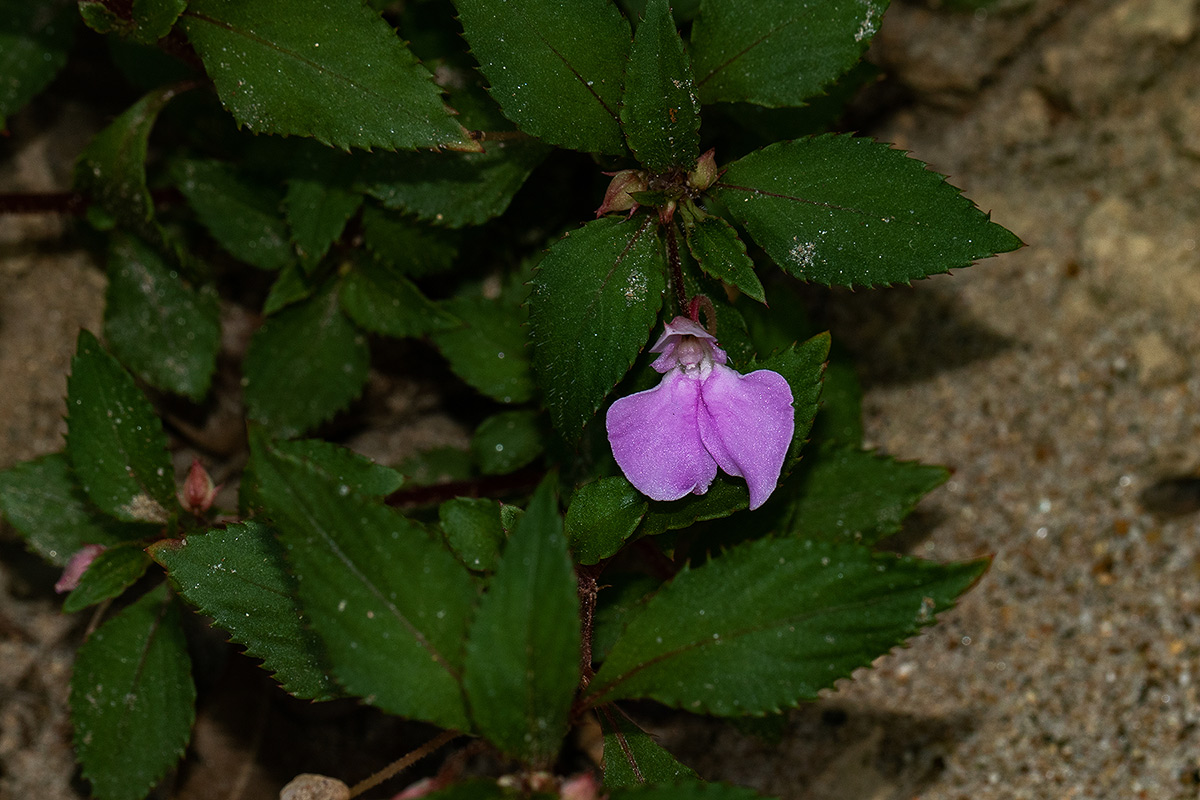 Impatiens cecilii subsp. cecilii