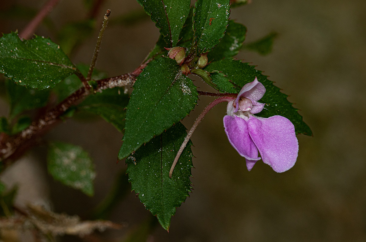 Impatiens cecilii subsp. cecilii