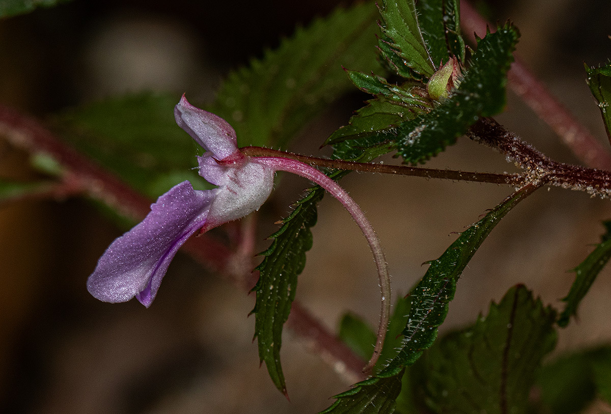 Impatiens cecilii subsp. cecilii Impatiens cecilii subsp. cecilii