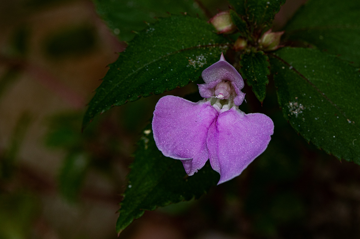 Impatiens cecilii subsp. cecilii