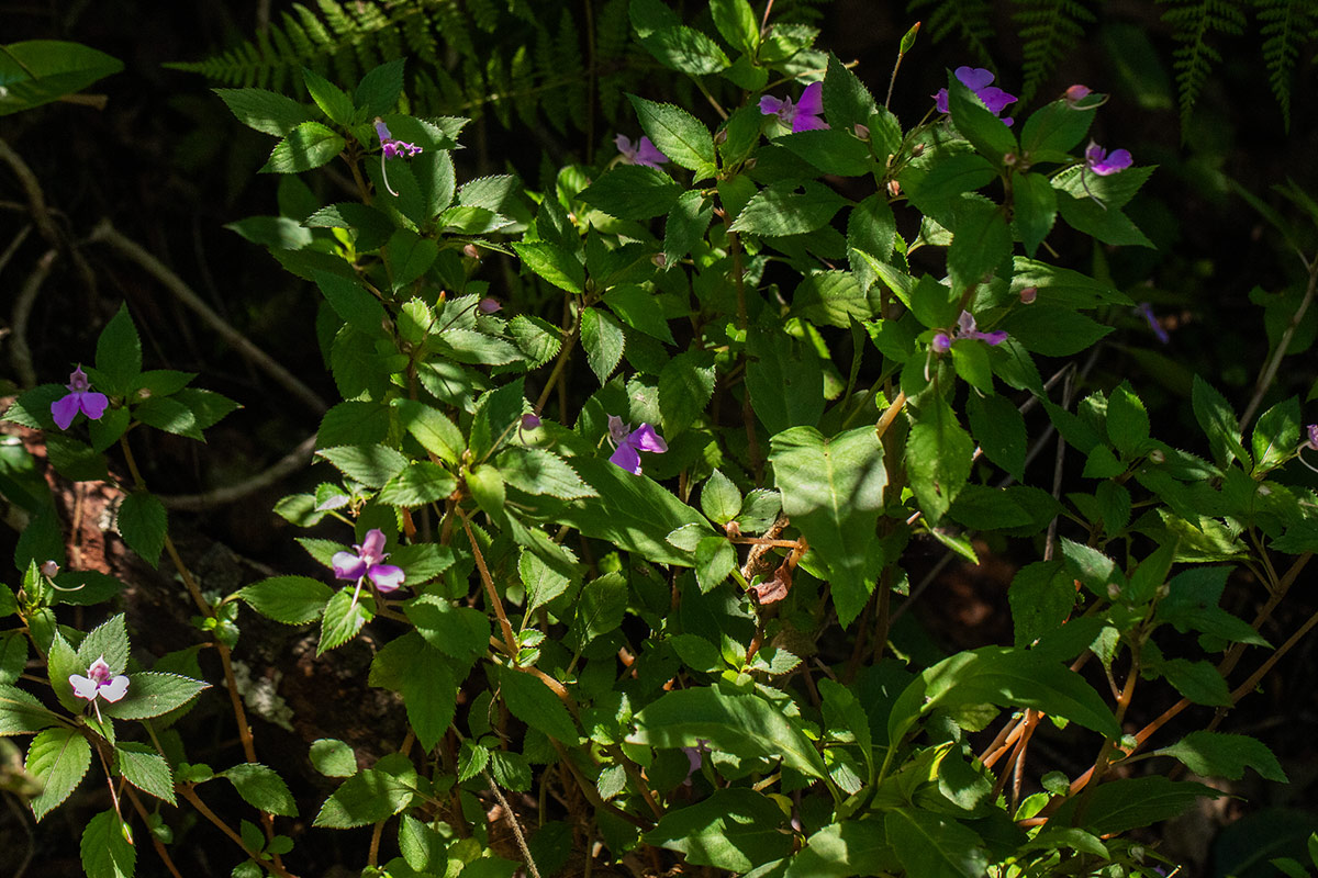 Impatiens cecilii subsp. cecilii