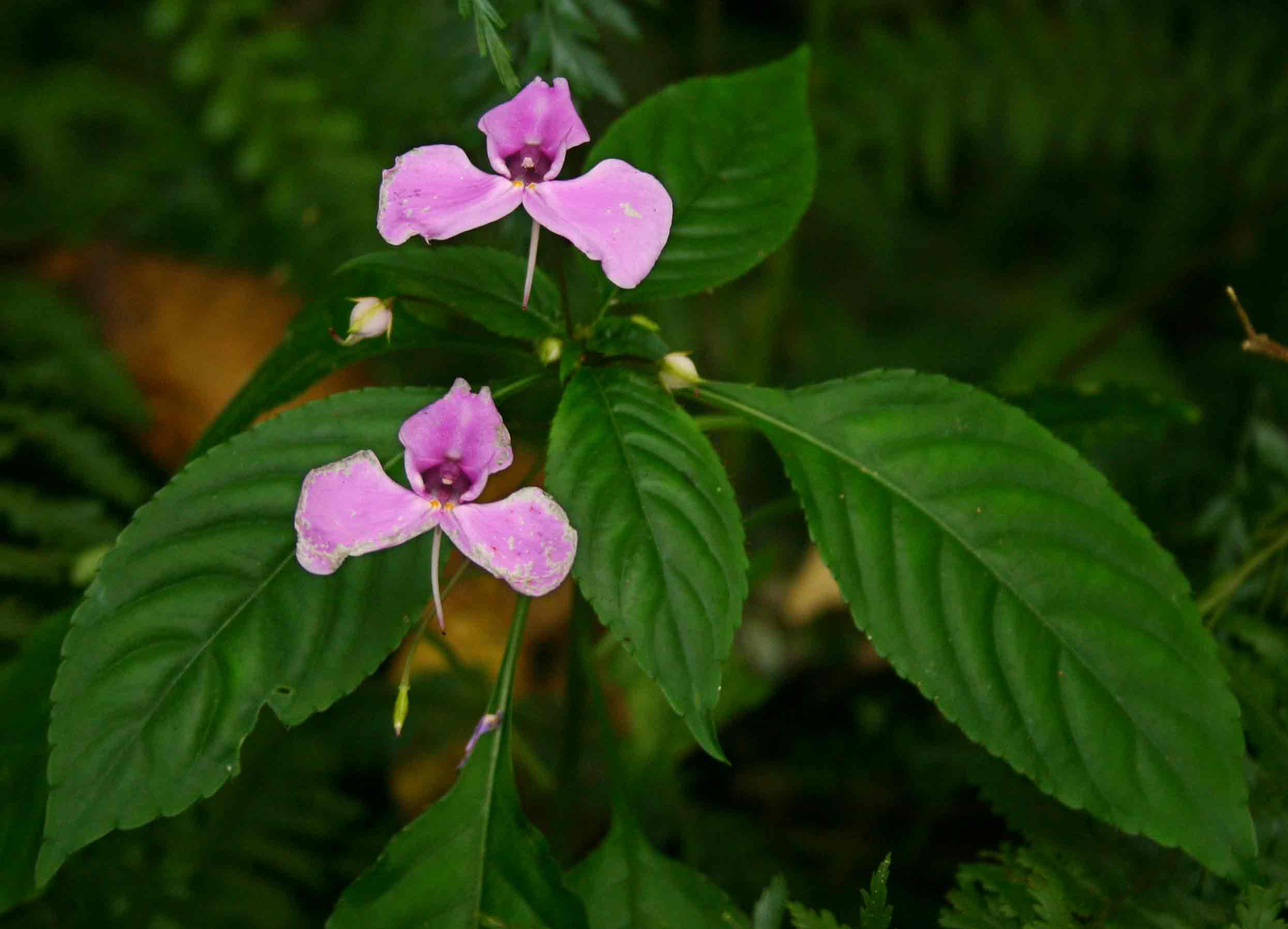 Impatiens cecilii subsp. cecilii Impatiens cecilii subsp. cecilii