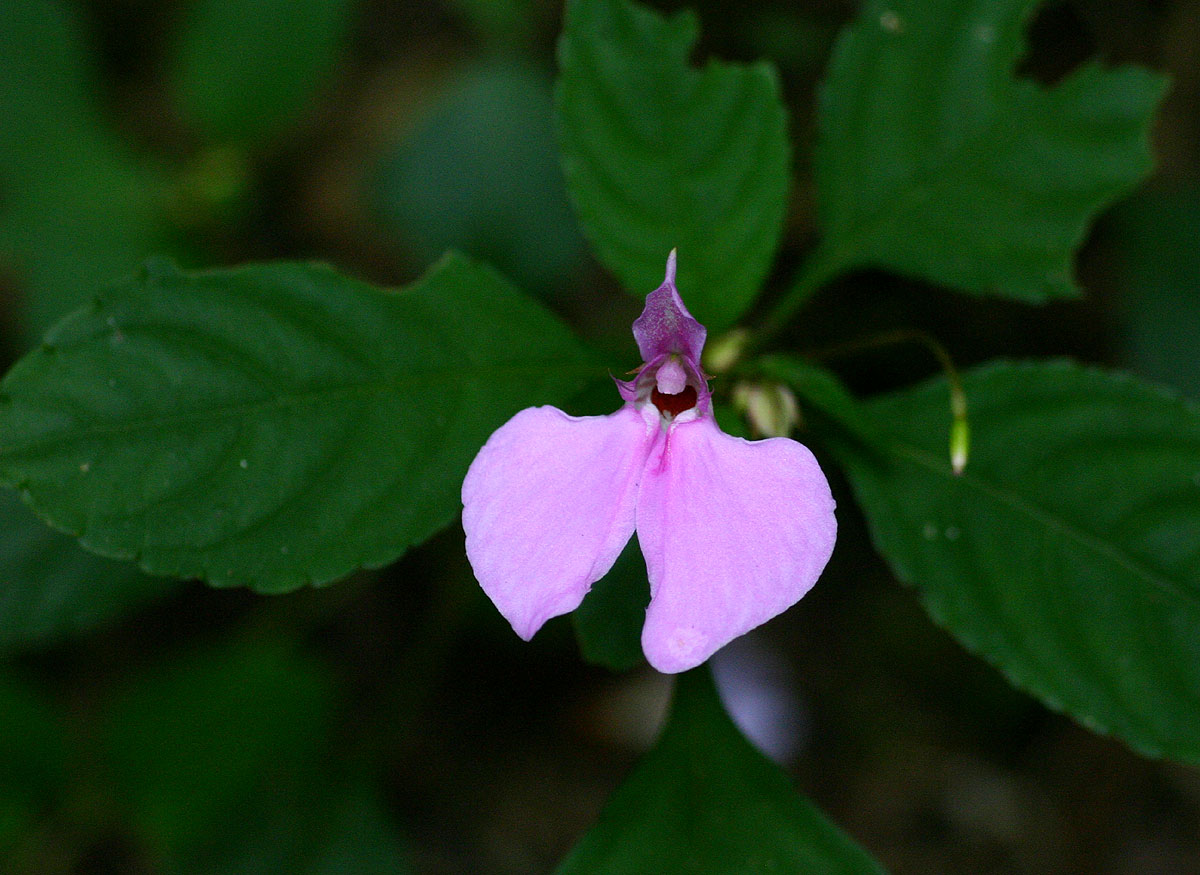 Impatiens cecilii subsp. cecilii Impatiens cecilii subsp. cecilii