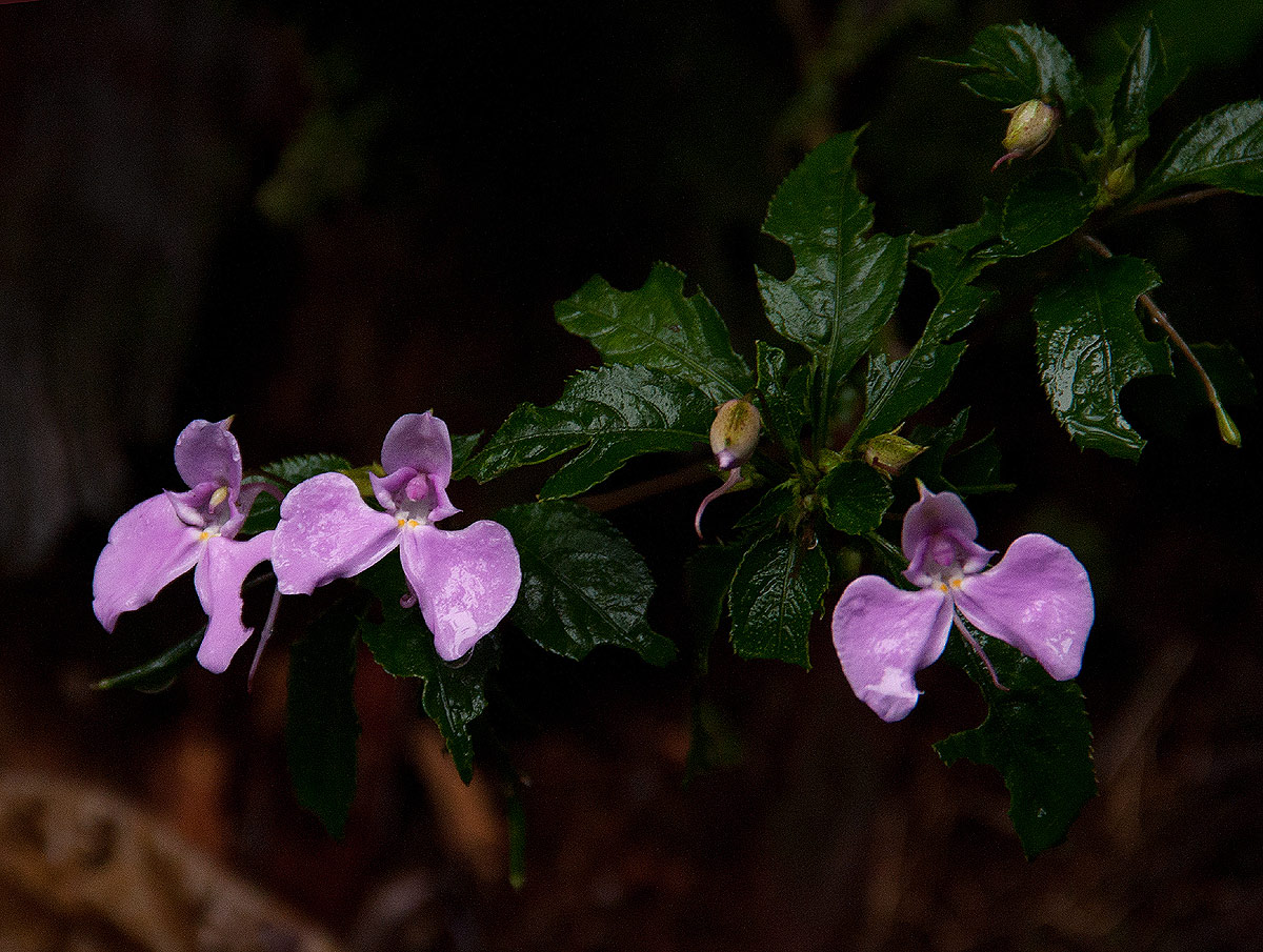 Impatiens cecilii subsp. cecilii Impatiens cecilii subsp. cecilii