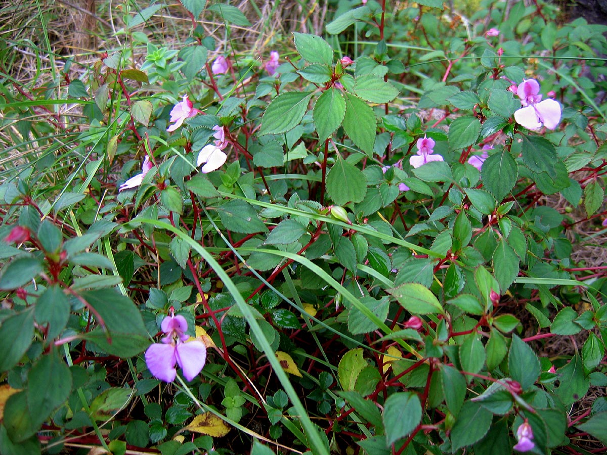 Impatiens cecilii subsp. cecilii Impatiens cecilii subsp. cecilii