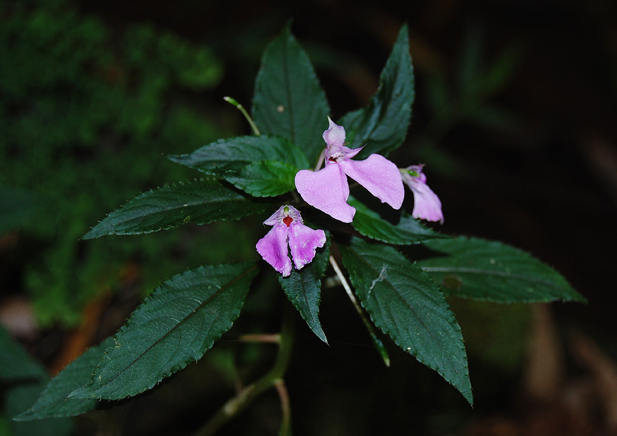Impatiens cecilii subsp. cecilii Impatiens cecilii subsp. cecilii