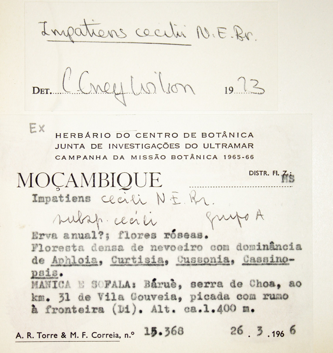 Impatiens cecilii subsp. cecilii