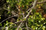 Scutia myrtina
