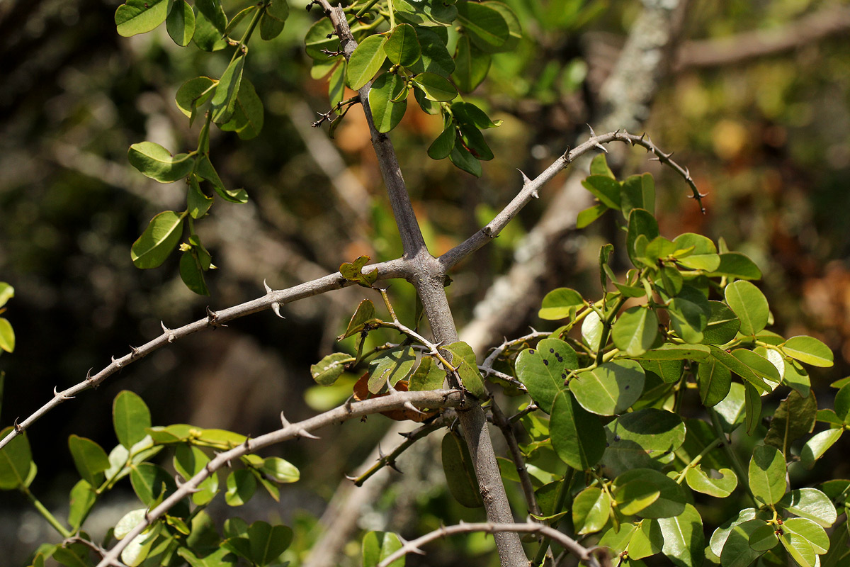Scutia myrtina