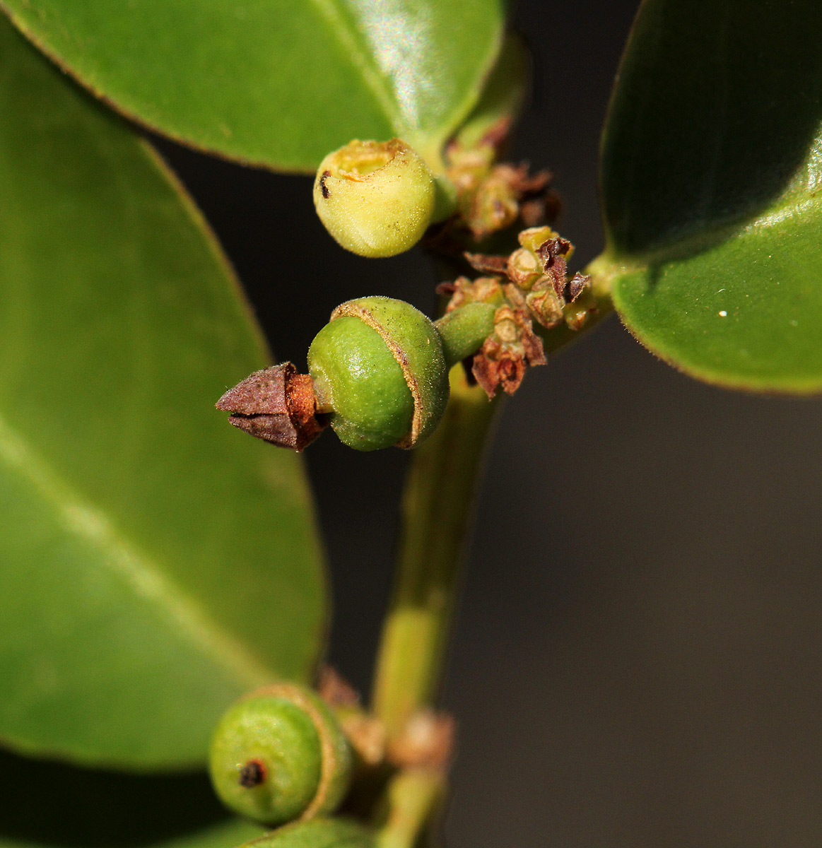 Scutia myrtina