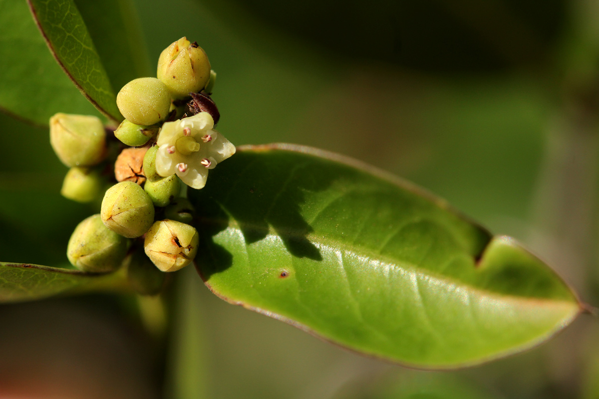 Scutia myrtina