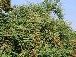 Gouania longispicata