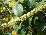 Gouania longispicata