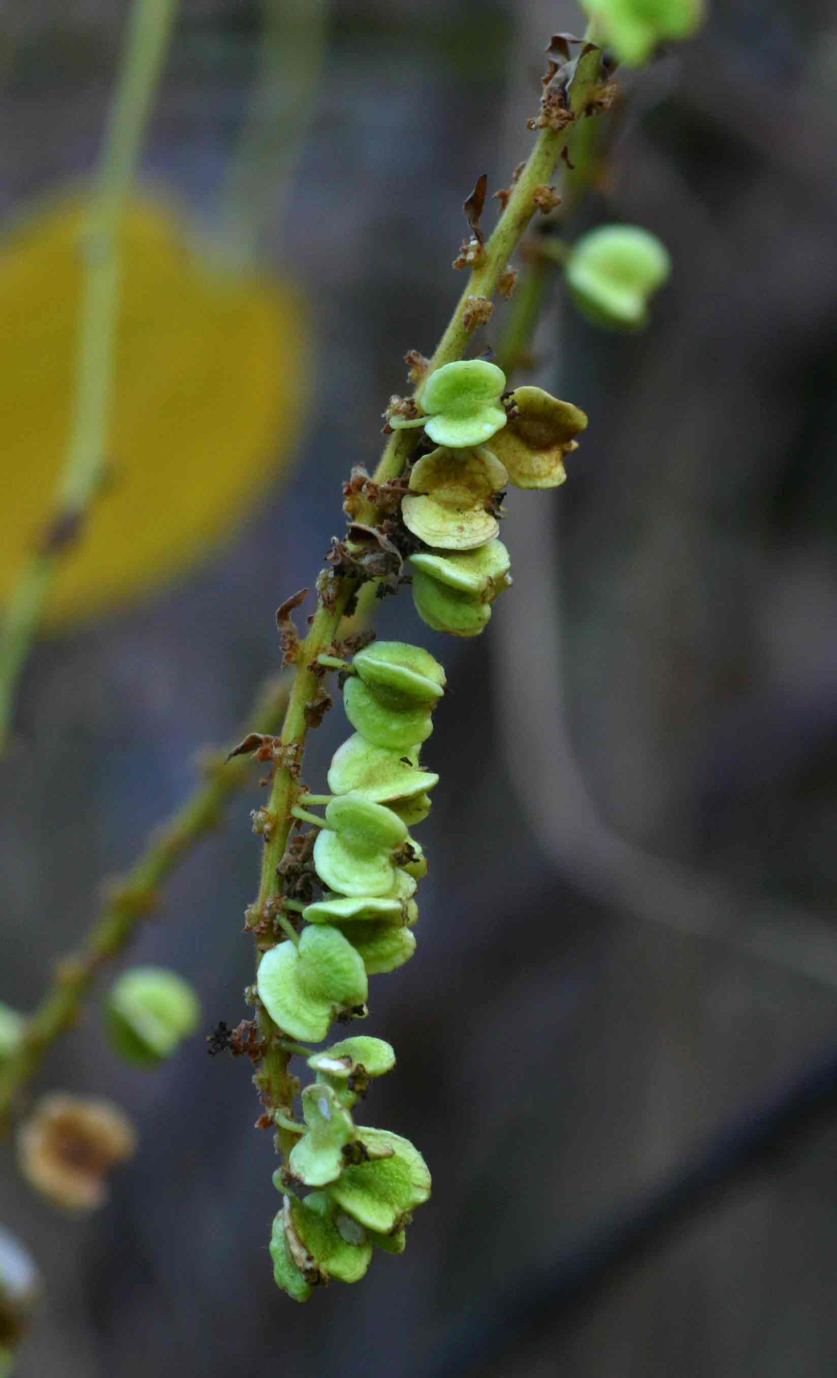 Gouania longispicata