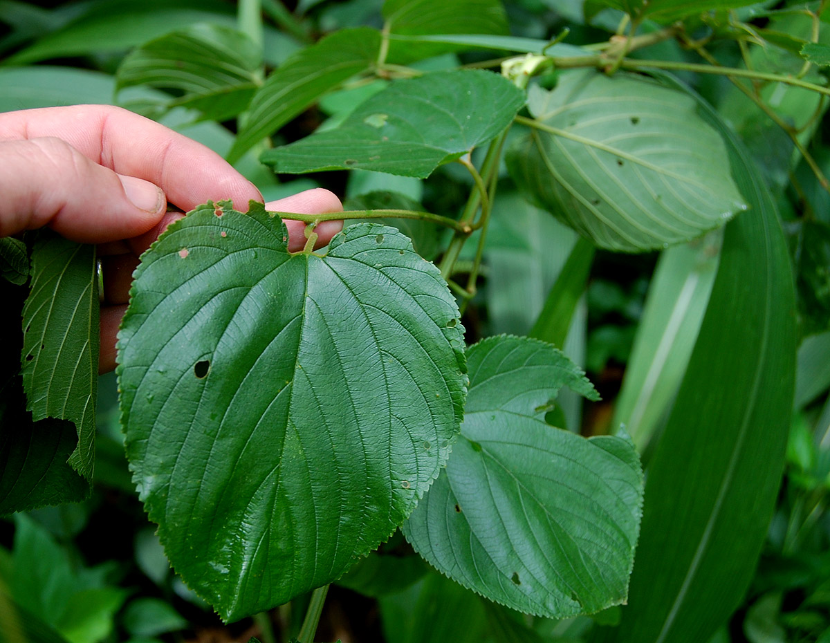 Gouania longispicata