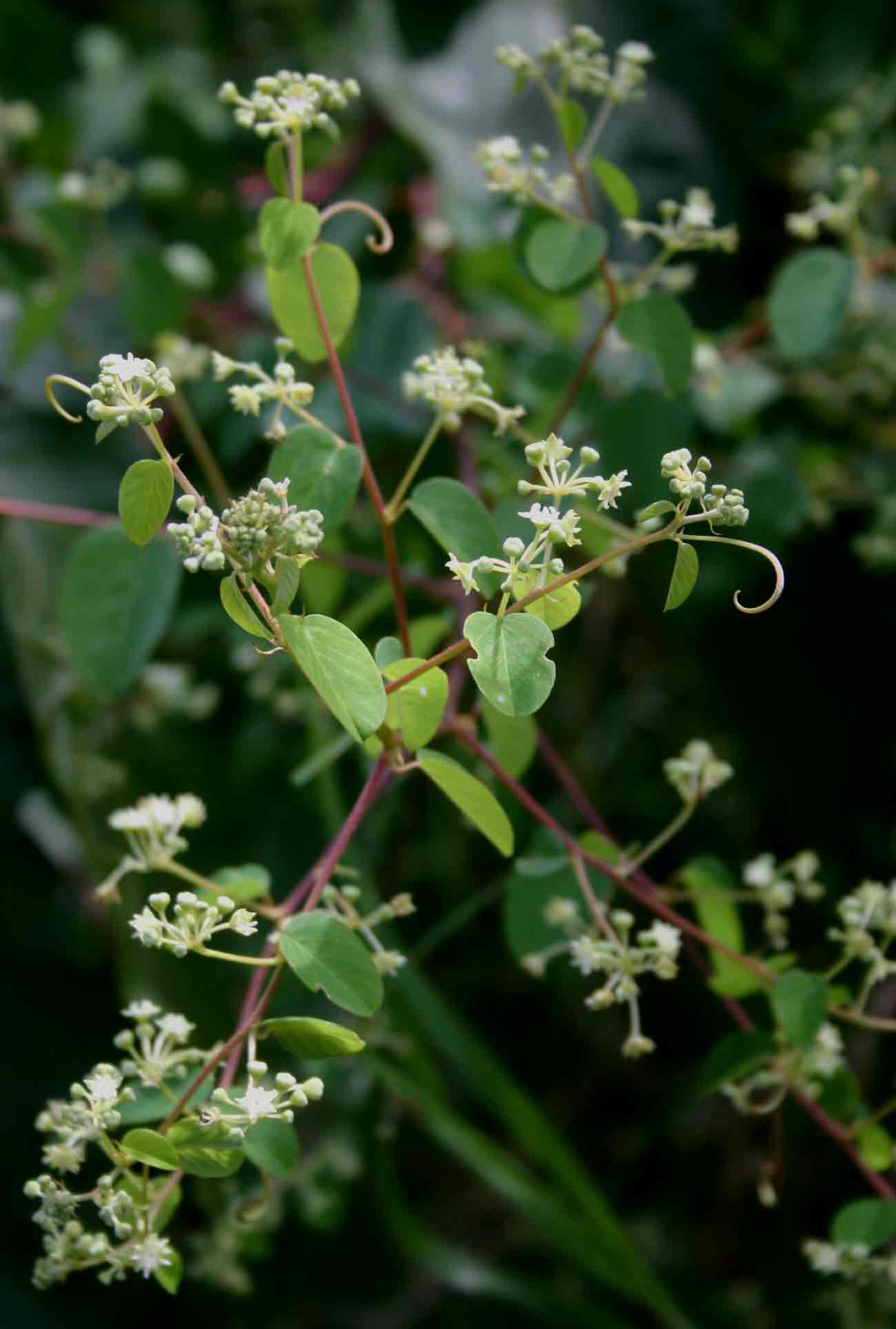 Helinus mystacinus