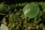 Helinus mystacinus