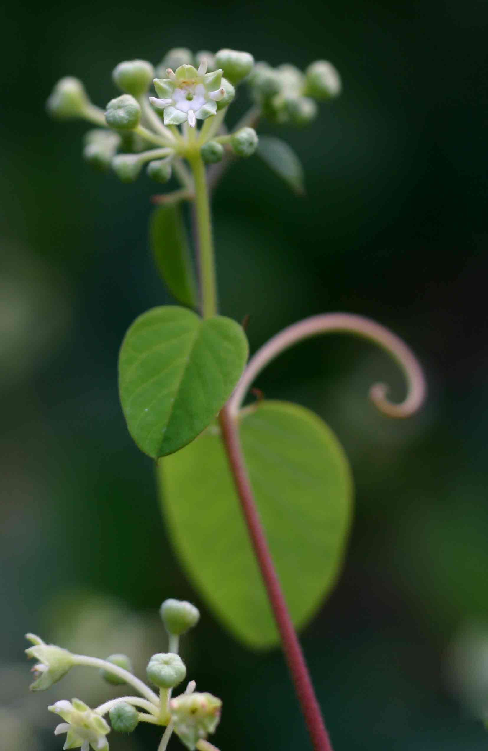 Helinus mystacinus