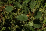 Helinus mystacinus