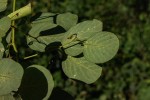Helinus mystacinus