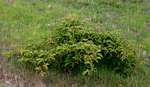 Ampelocissus obtusata subsp. kirkiana