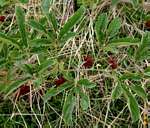 Ampelocissus obtusata subsp. kirkiana