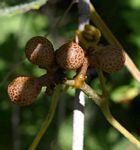 Ampelocissus obtusata subsp. kirkiana