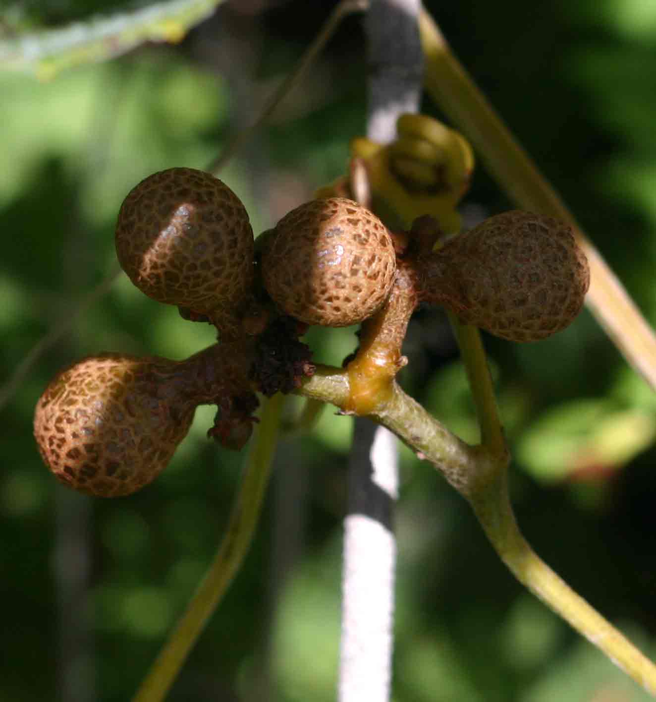 Ampelocissus obtusata subsp. kirkiana