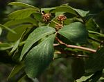 Rhoicissus tridentata