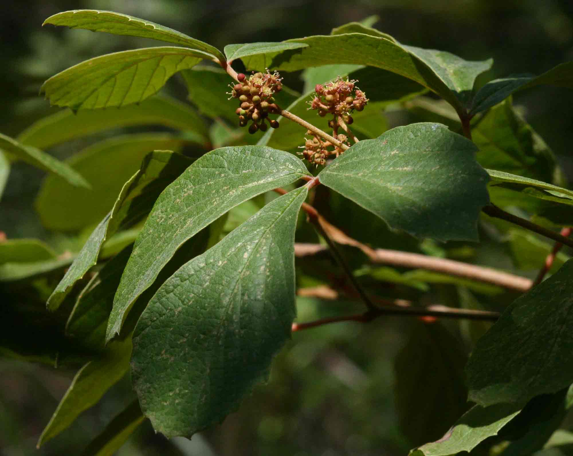 Rhoicissus tridentata