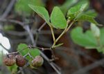 Rhoicissus tridentata