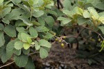 Rhoicissus tridentata