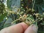 Cissus petiolata
