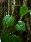 Cissus petiolata