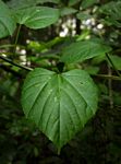 Cissus petiolata
