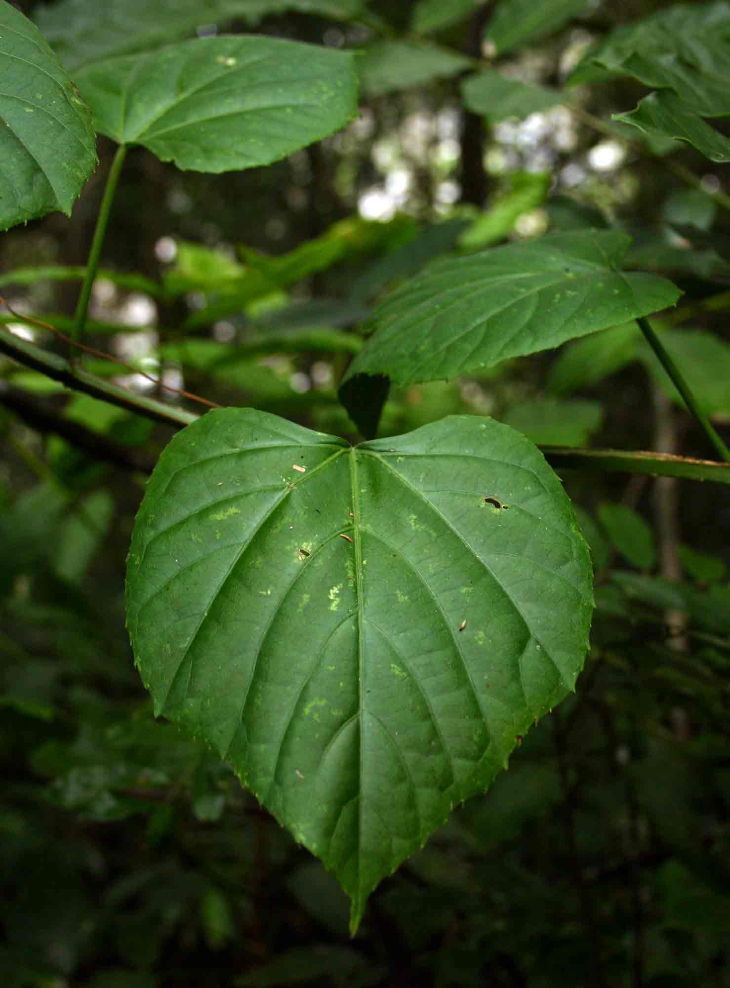Cissus petiolata