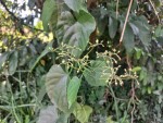 Cissus petiolata