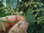 Cissus petiolata