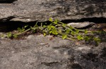 Cissus quadrangularis