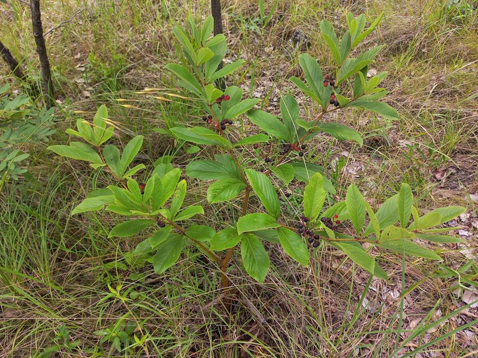 Cyphostemma crotalarioides
