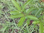Cyphostemma crotalarioides