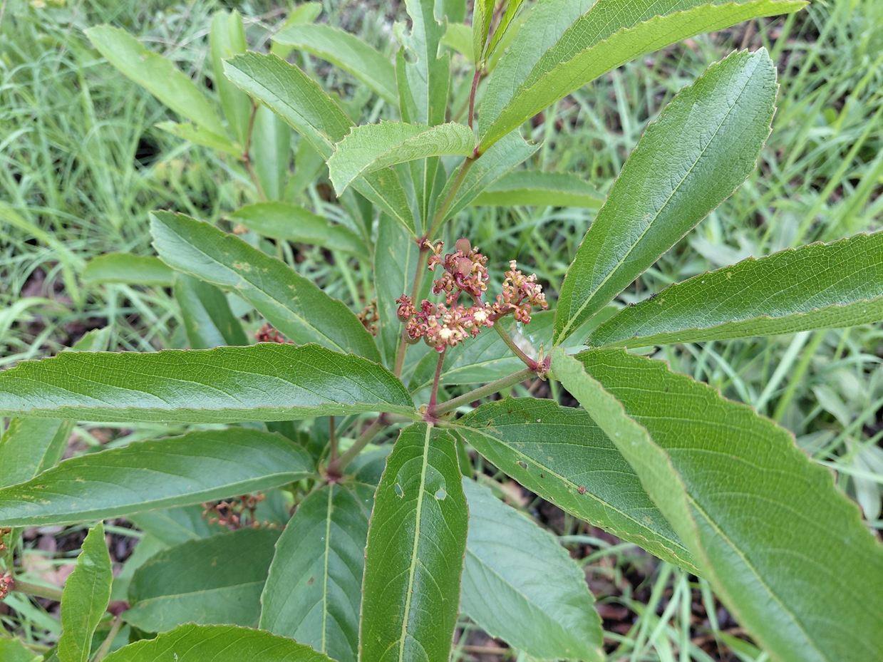 Cyphostemma crotalarioides Cyphostemma crotalarioides