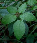 Cayratia gracilis