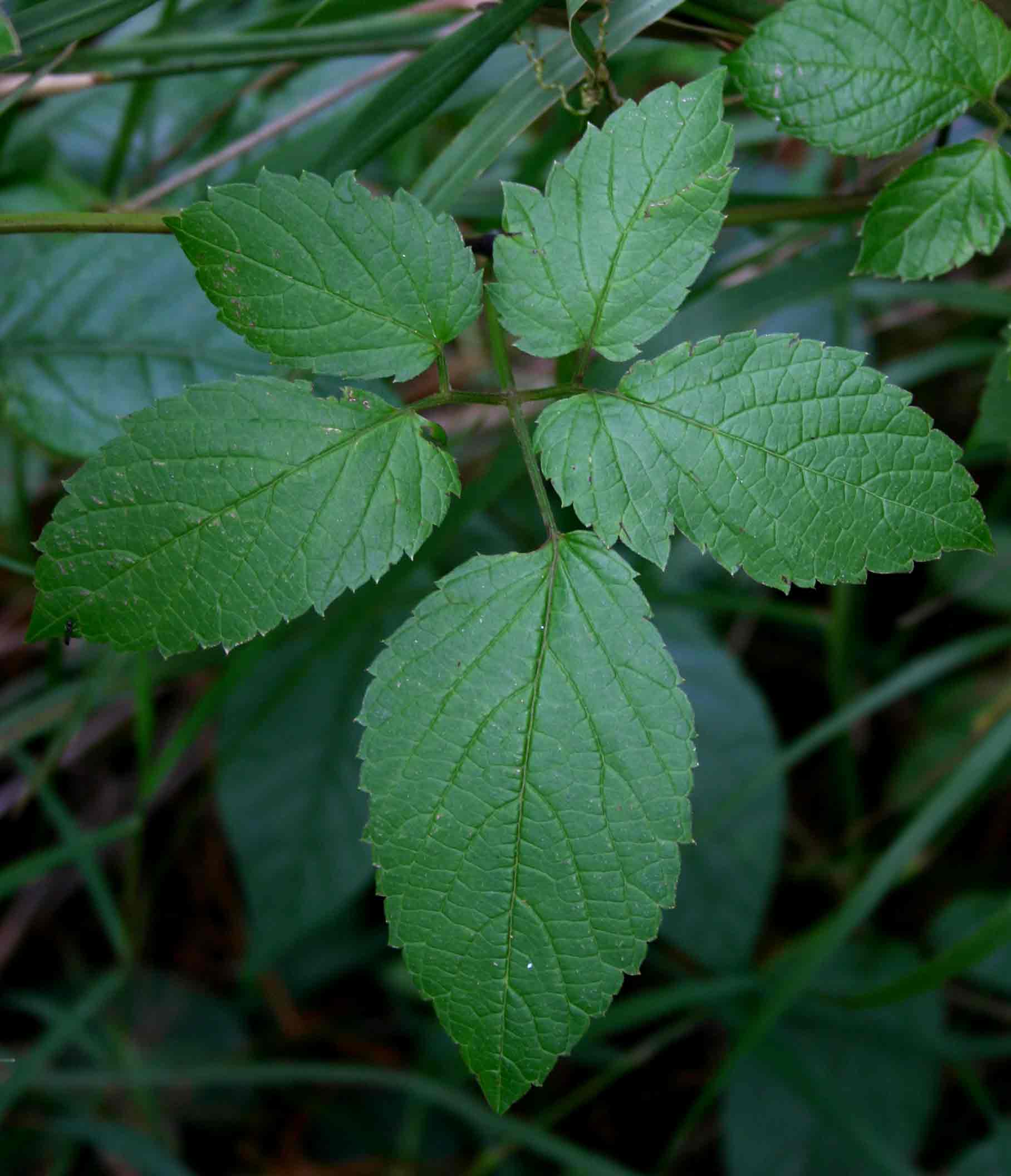 Cayratia gracilis