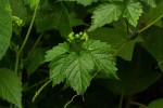 Cayratia gracilis