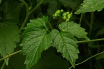 Cayratia gracilis