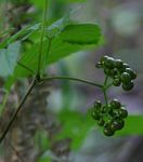 Cayratia gracilis