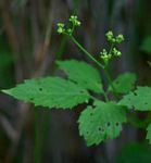 Cayratia gracilis