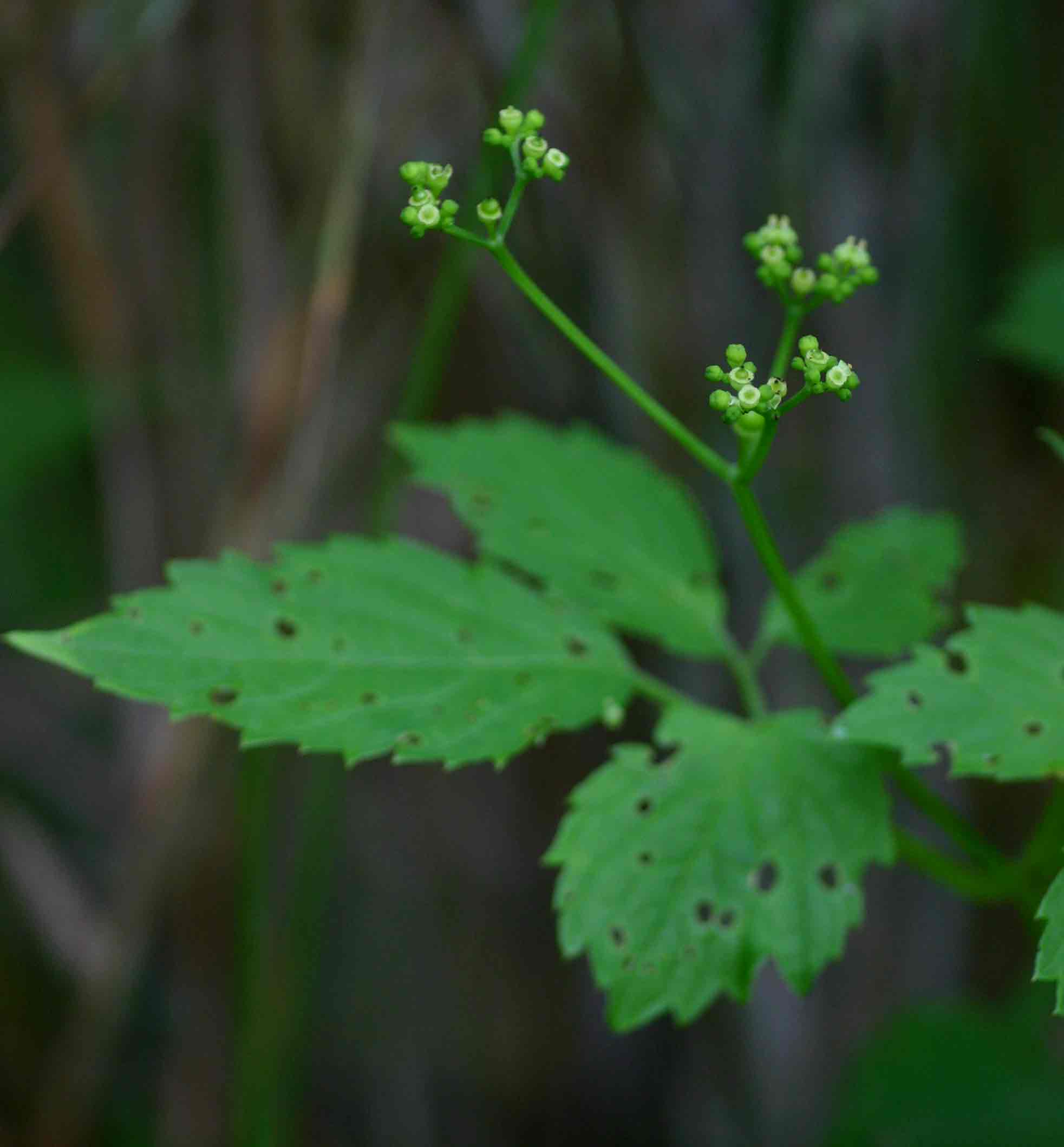 Cayratia gracilis
